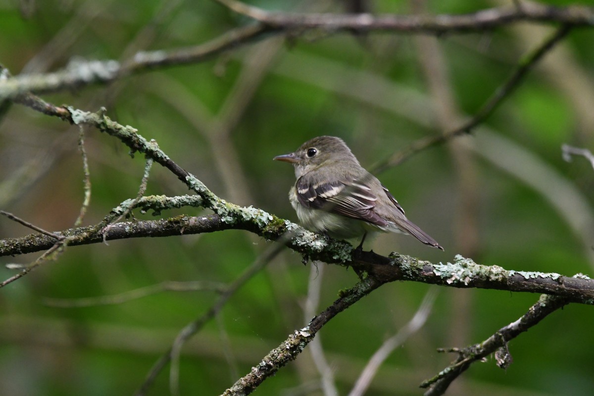 Acadian Flycatcher - Kevin F