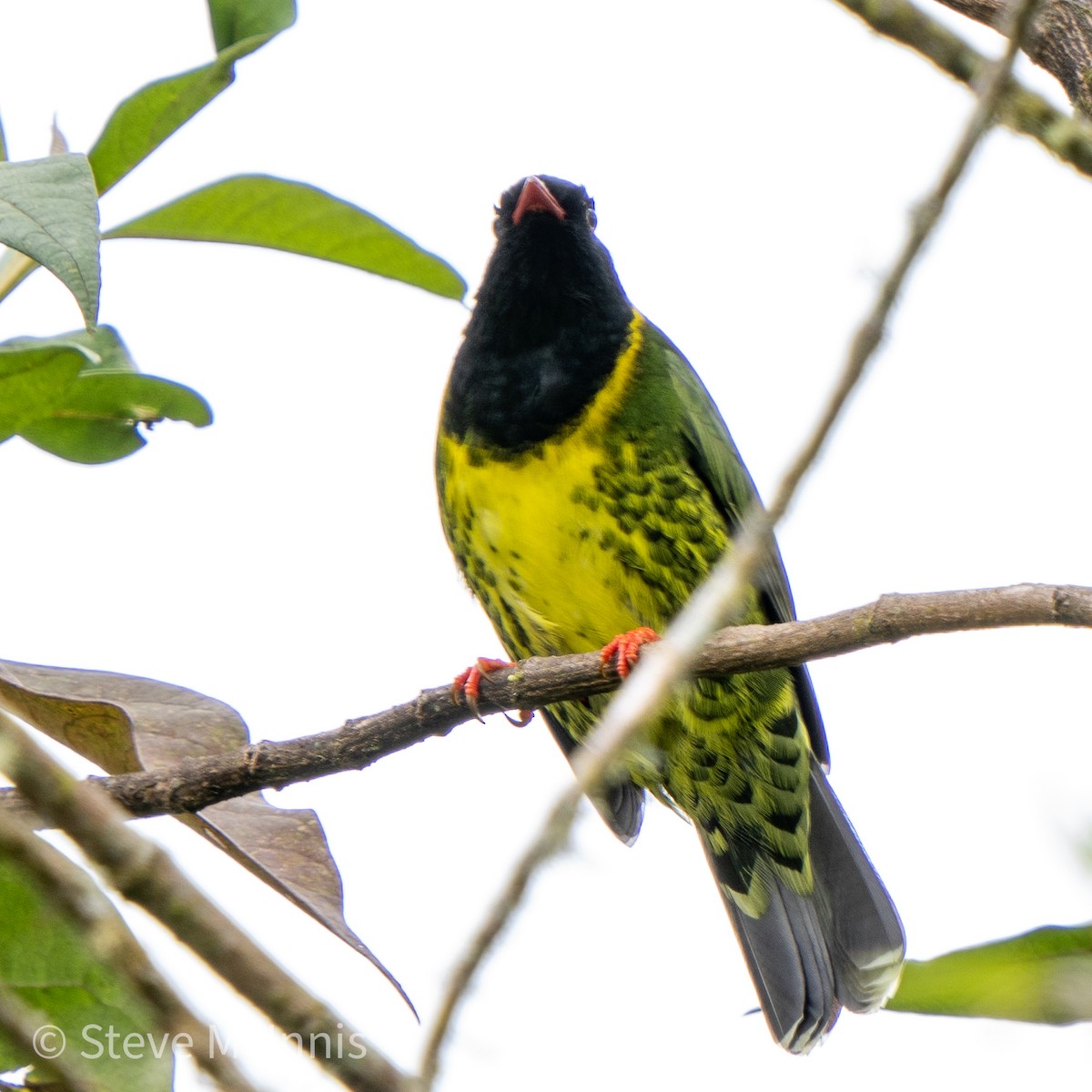 Band-tailed Fruiteater - ML467493211