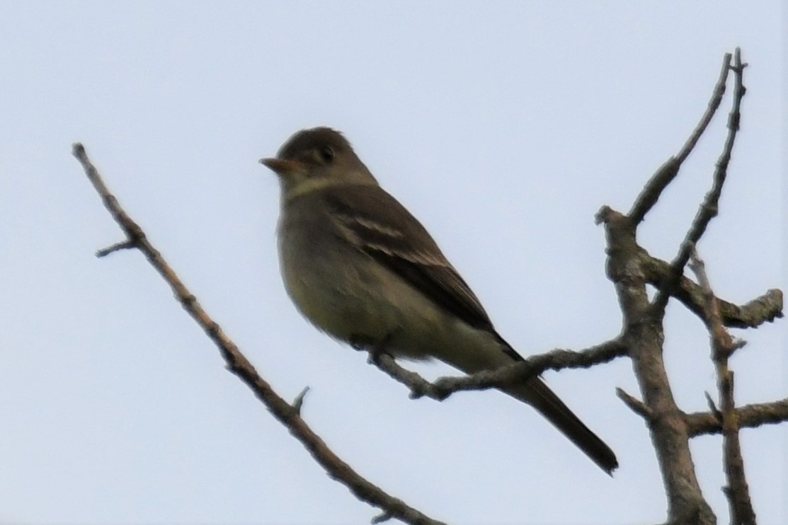 Eastern Wood-Pewee - ML467493311