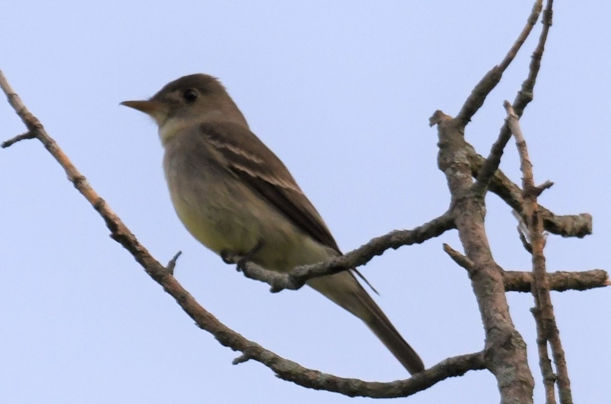 Eastern Wood-Pewee - ML467493321