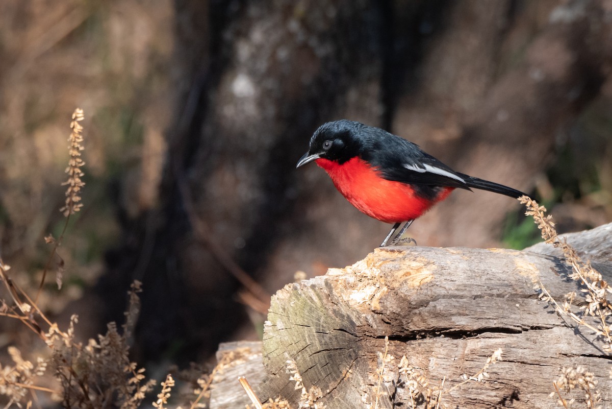 Crimson-breasted Gonolek - ML467494131