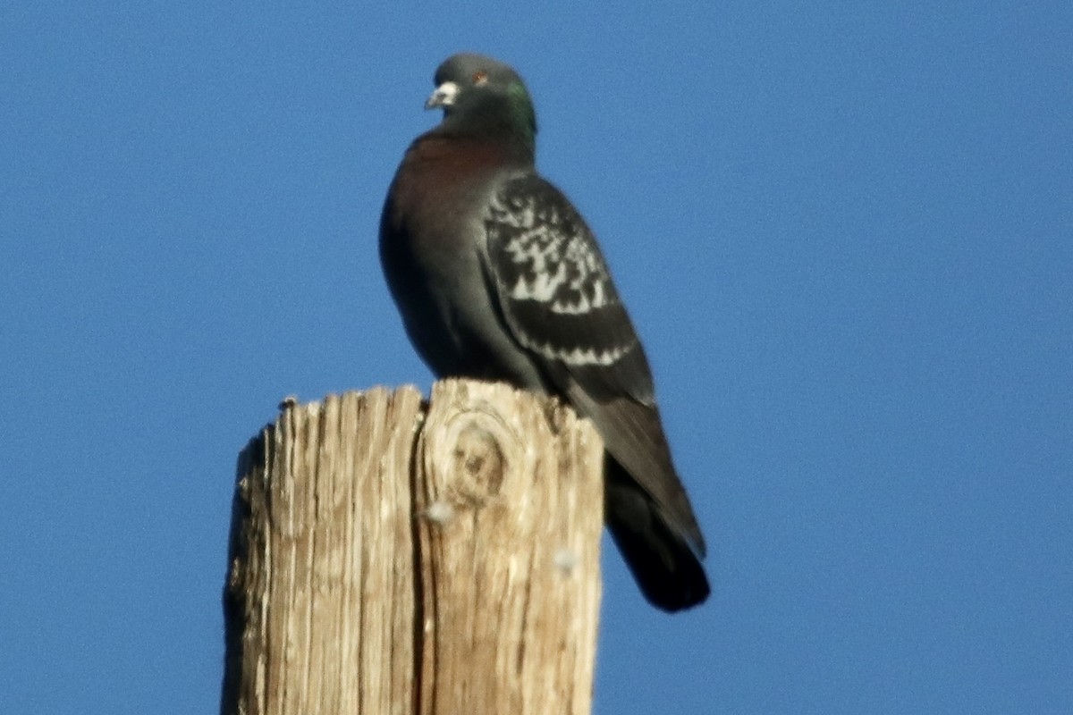 Rock Pigeon (Feral Pigeon) - ML467494661