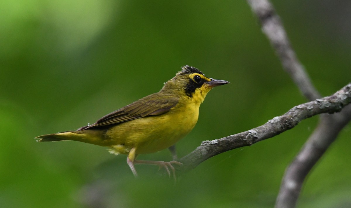 Kentucky Warbler - ML467495121