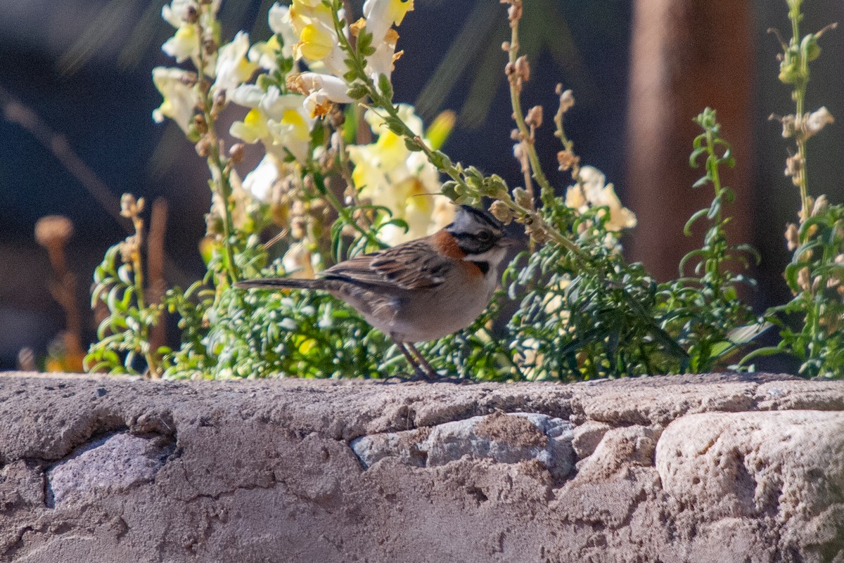 Rufous-collared Sparrow - ML467495821