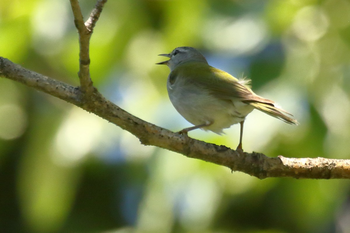 Tennessee Warbler - ML467496001