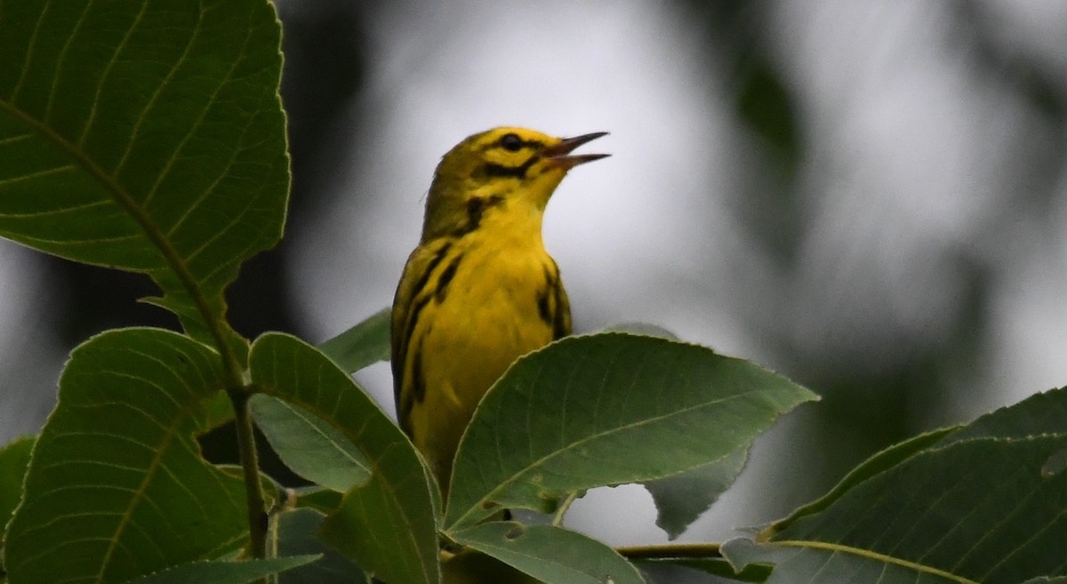 Prairie Warbler - Kevin F