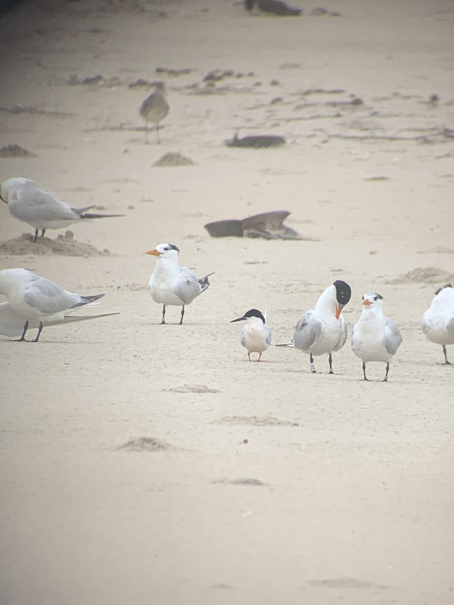 Roseate Tern - ML467497181
