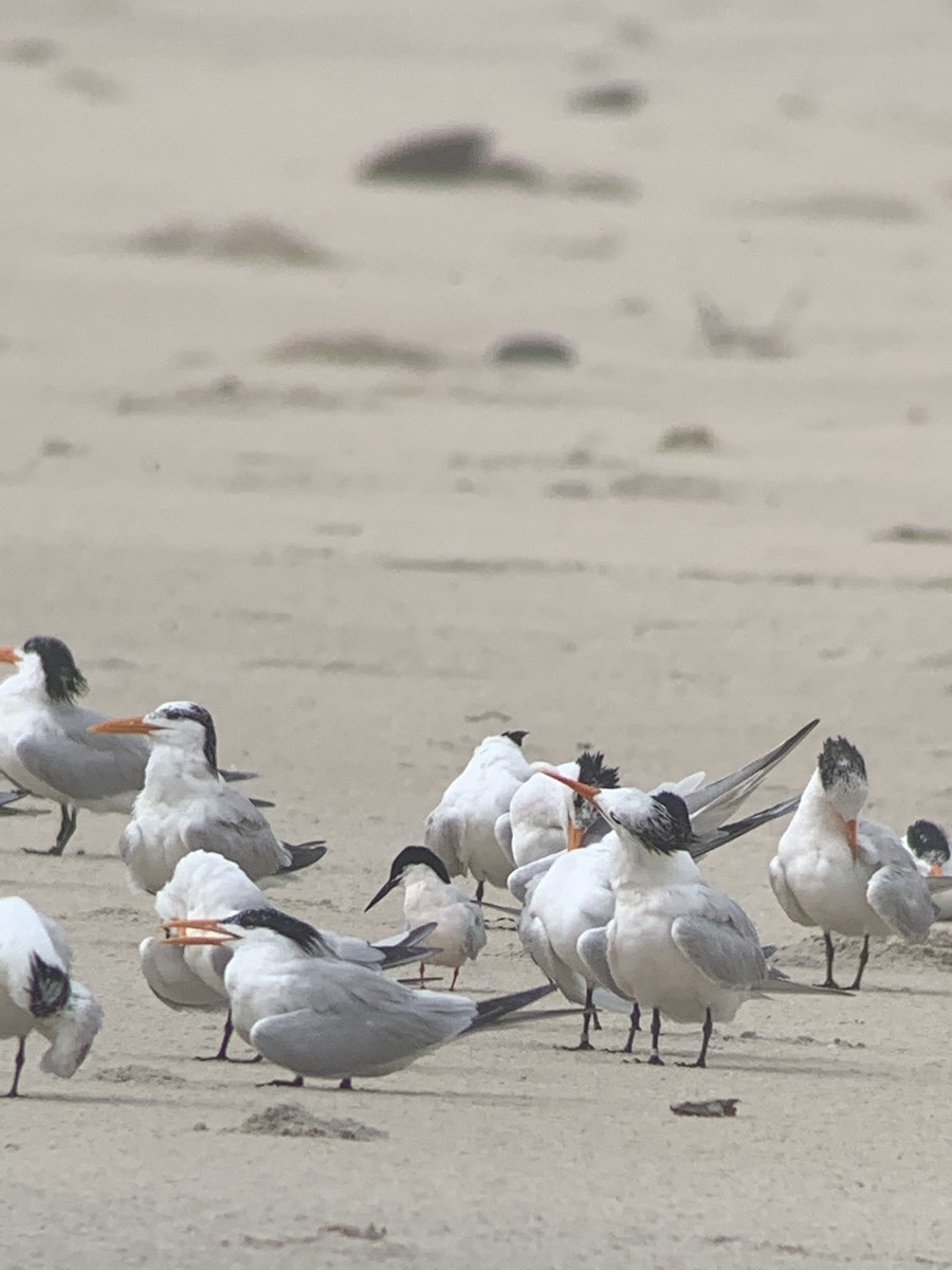 Roseate Tern - ML467497191