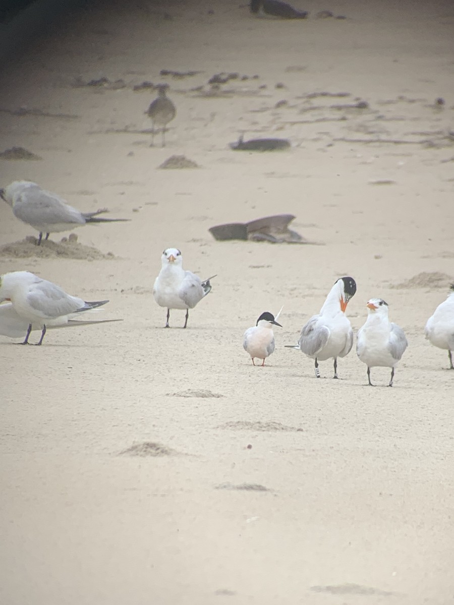 Roseate Tern - ML467497201