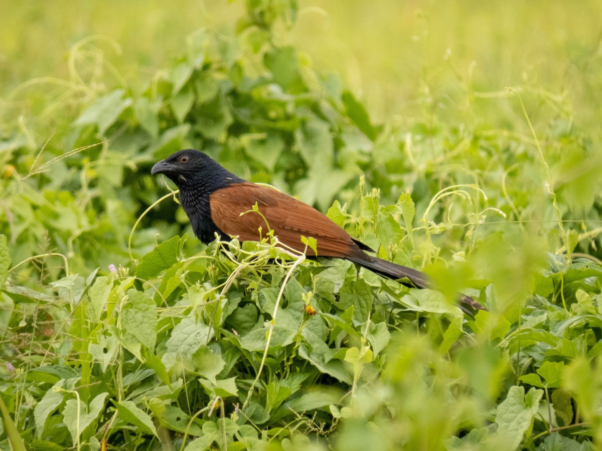 Greater Coucal - ML467498431
