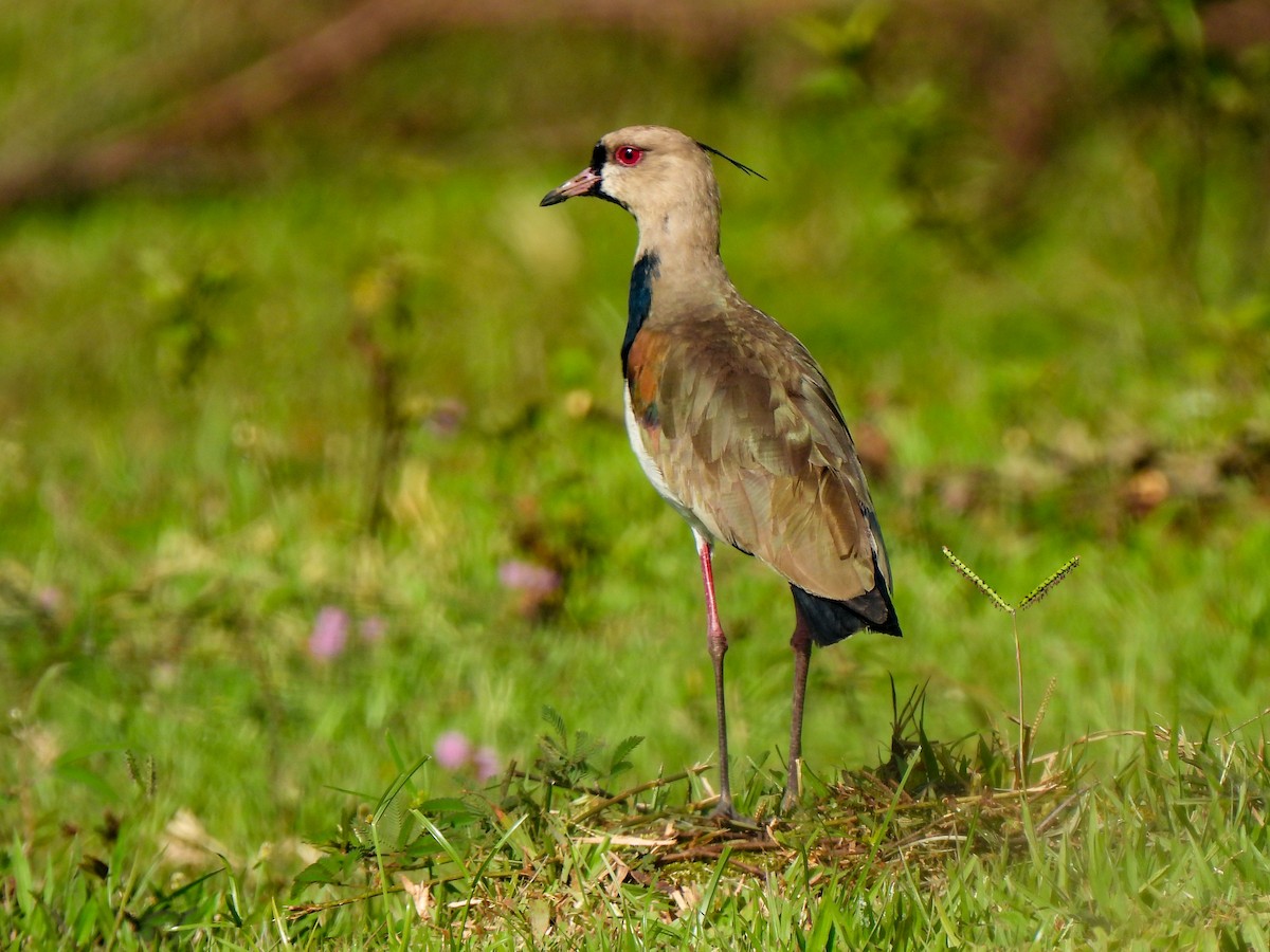 Southern Lapwing (cayennensis) - ML467498471