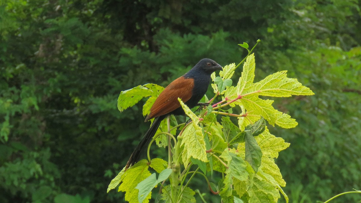 Greater Coucal - ML467498541