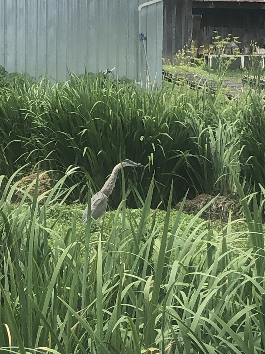 Great Blue Heron - ML467499861