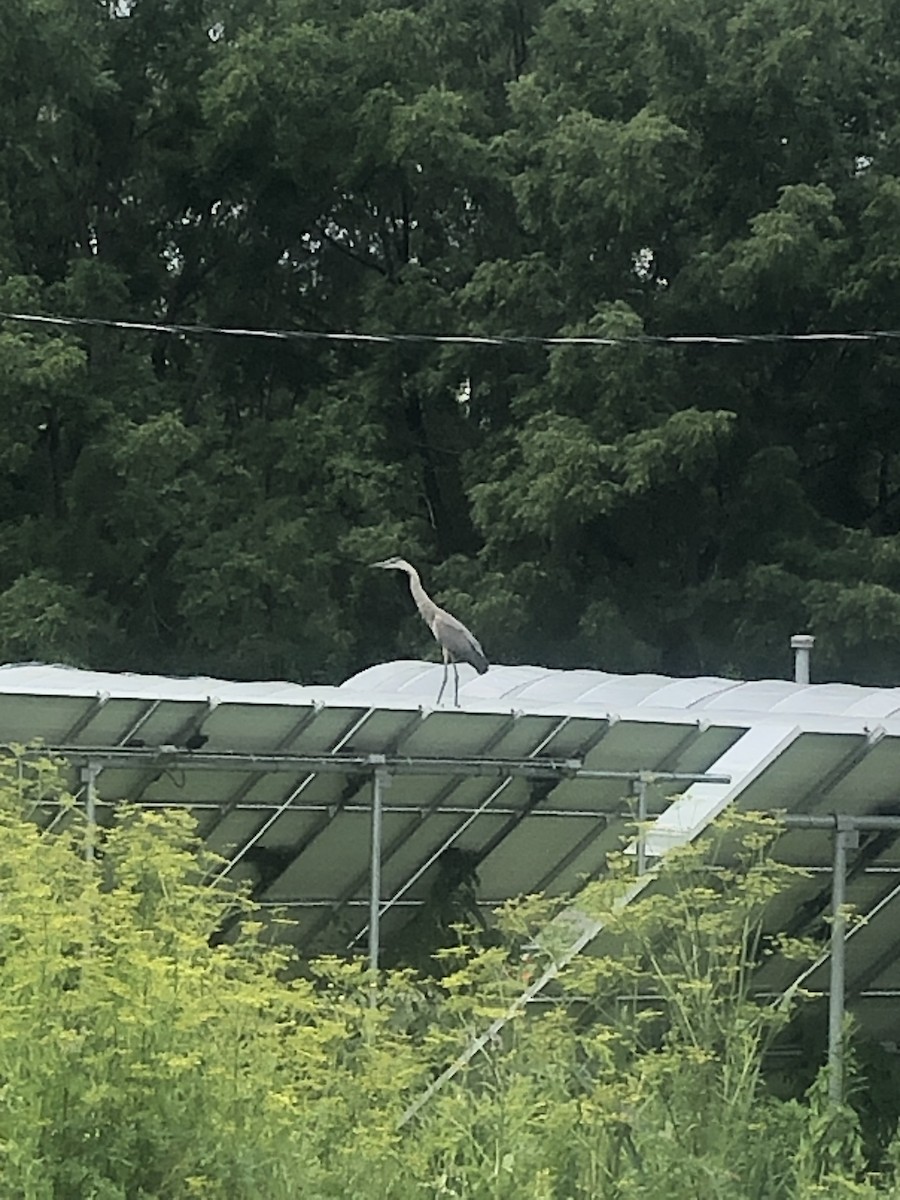 Great Blue Heron - ML467499871