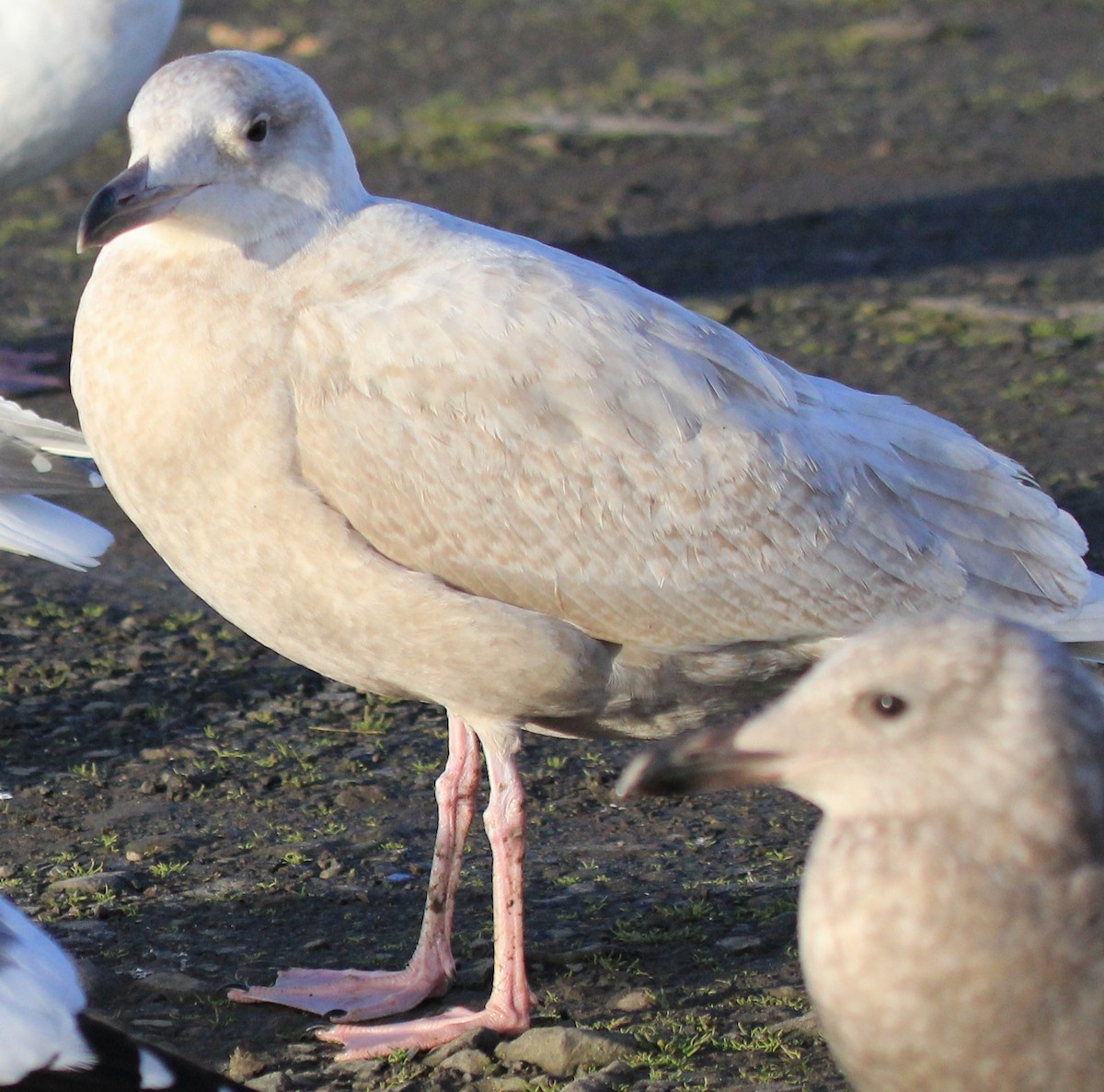 Glaucous x Glaucous-winged Gull (hybrid) - ML46750111