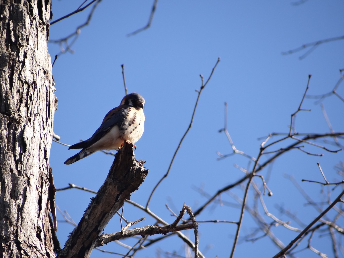 American Kestrel - ML46750131