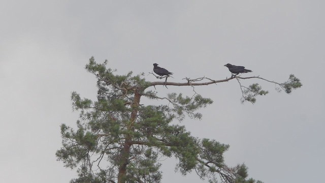 Хон хэрээ - ML467501451