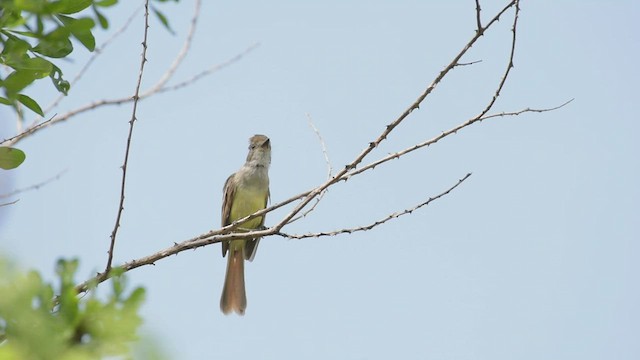 Nutting's Flycatcher - ML467501791