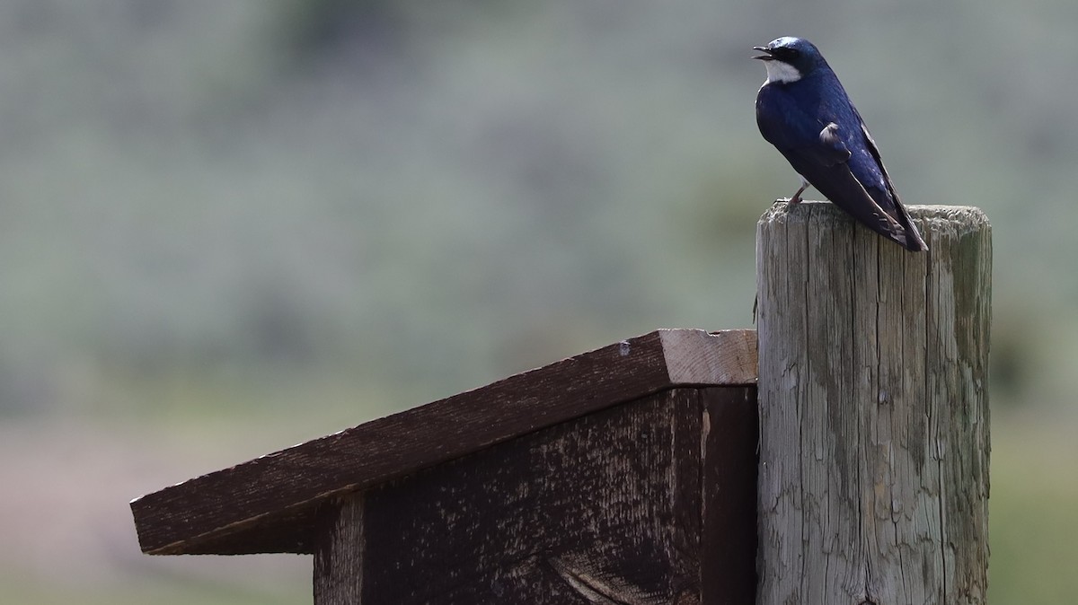 Tree Swallow - ML467501881