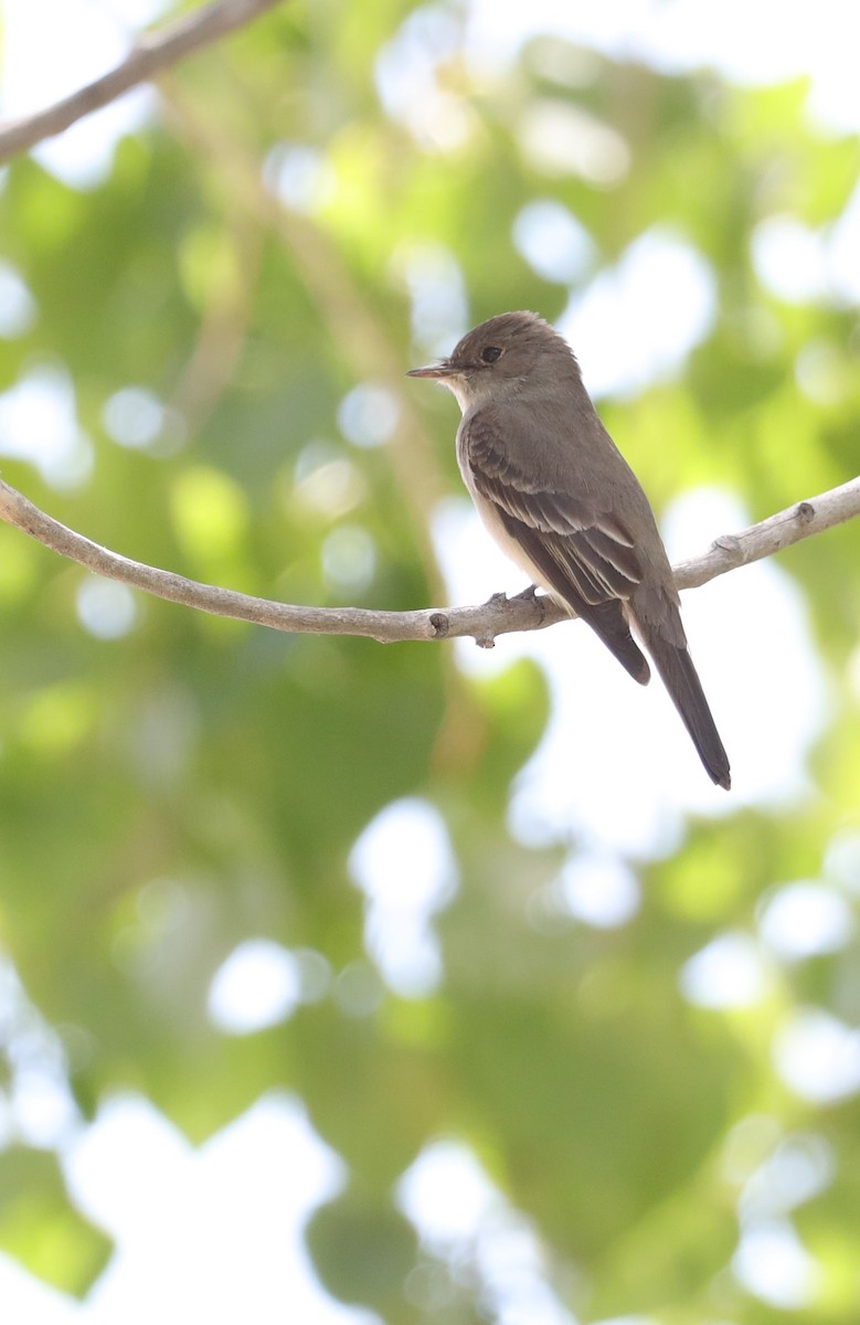 Western Wood-Pewee - Tom Forwood JR