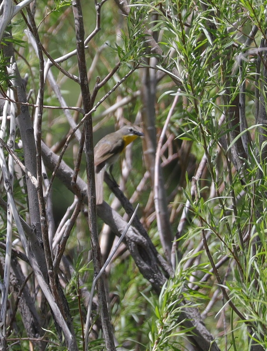 Yellow-breasted Chat - Tom Forwood JR