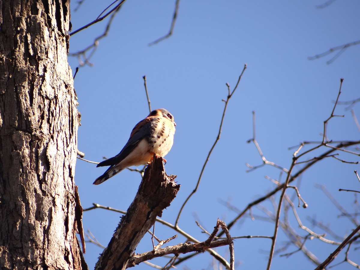 American Kestrel - Alex Cardona