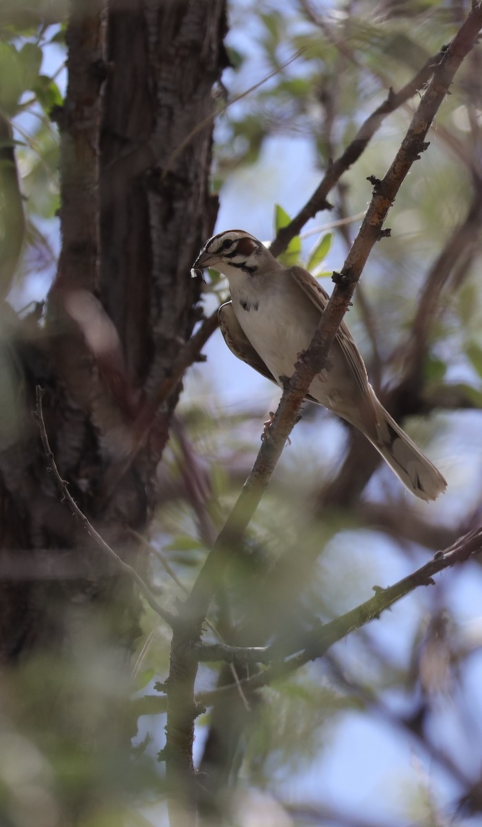 Lark Sparrow - ML467502171