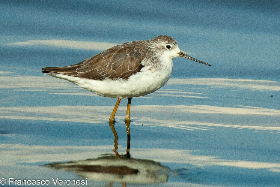 Marsh Sandpiper - ML467503761