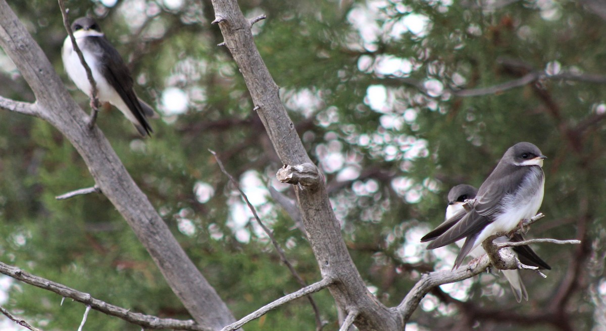 Tree Swallow - ML467503901