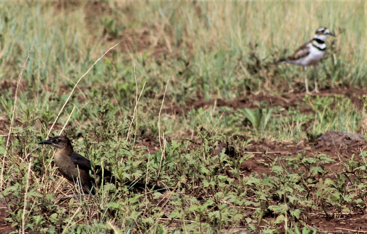 Great-tailed Grackle - ML467504791