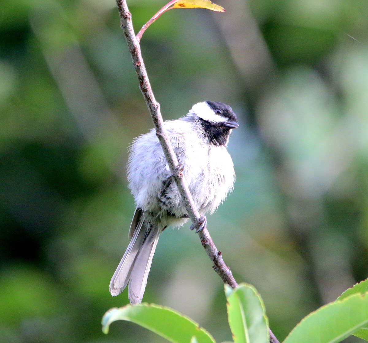 Carolina Chickadee - ML467506101