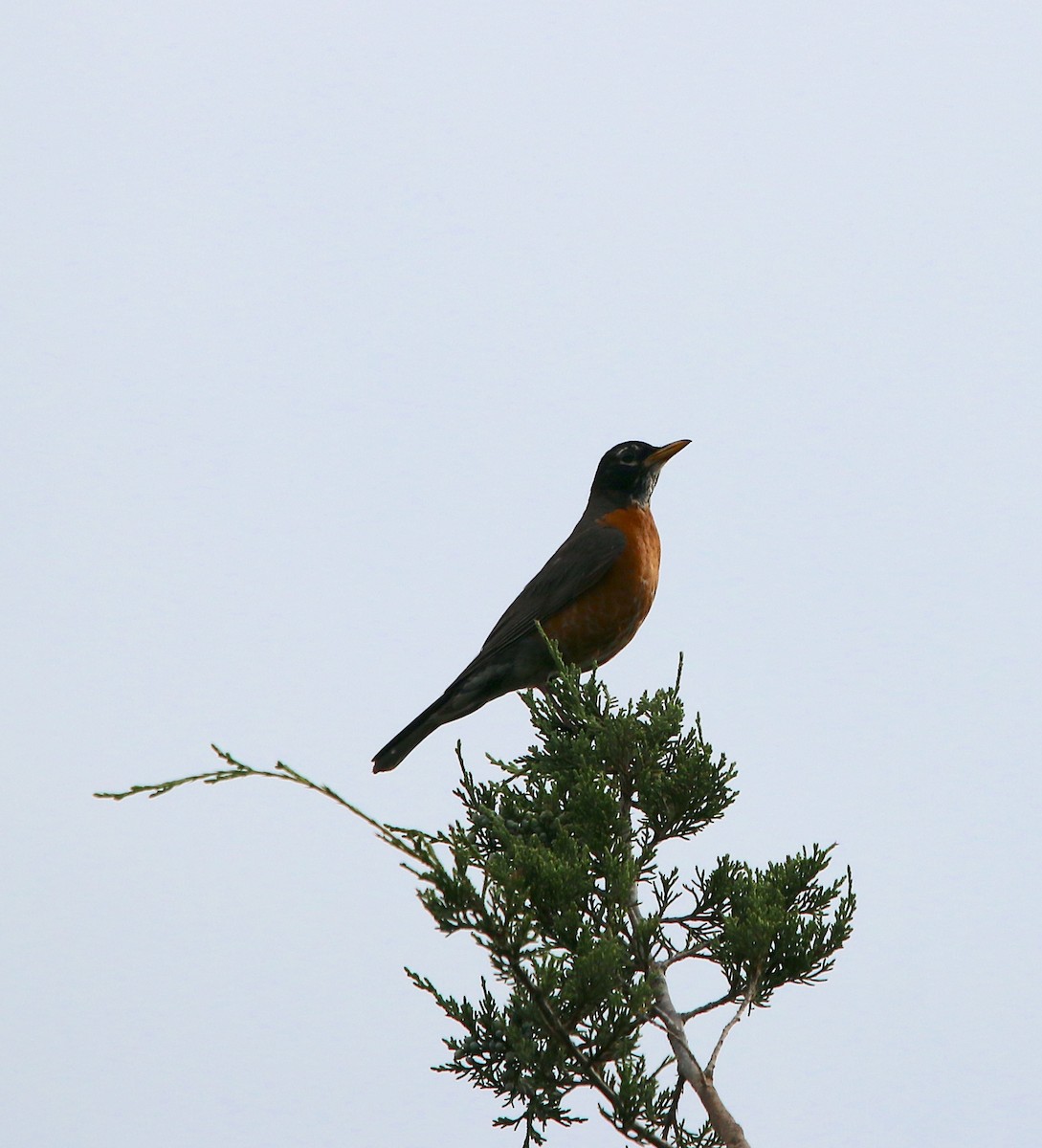 American Robin - ML467506241