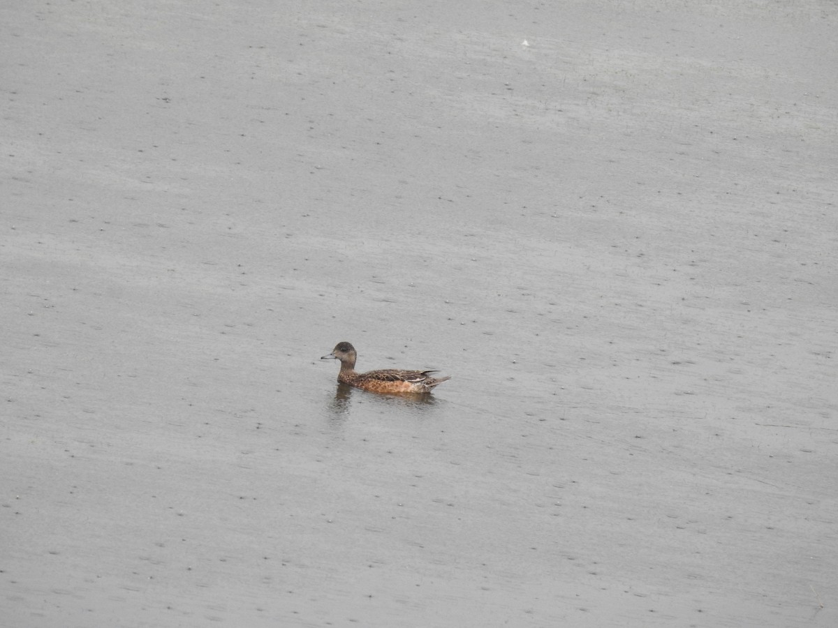 Canard d'Amérique - ML467506691