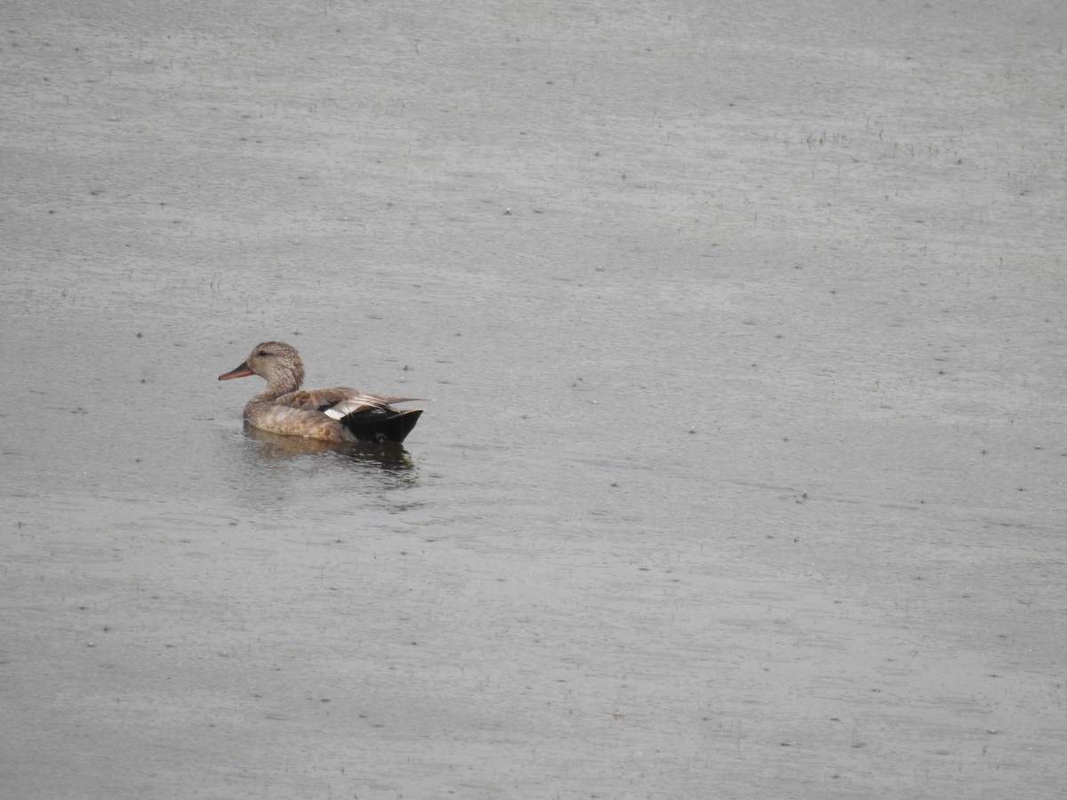 Canard chipeau - ML467506781