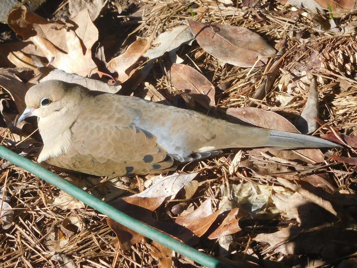 Mourning Dove - ML46750681