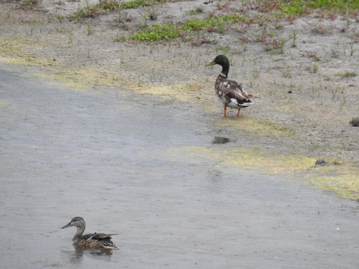Canard colvert - ML467506811