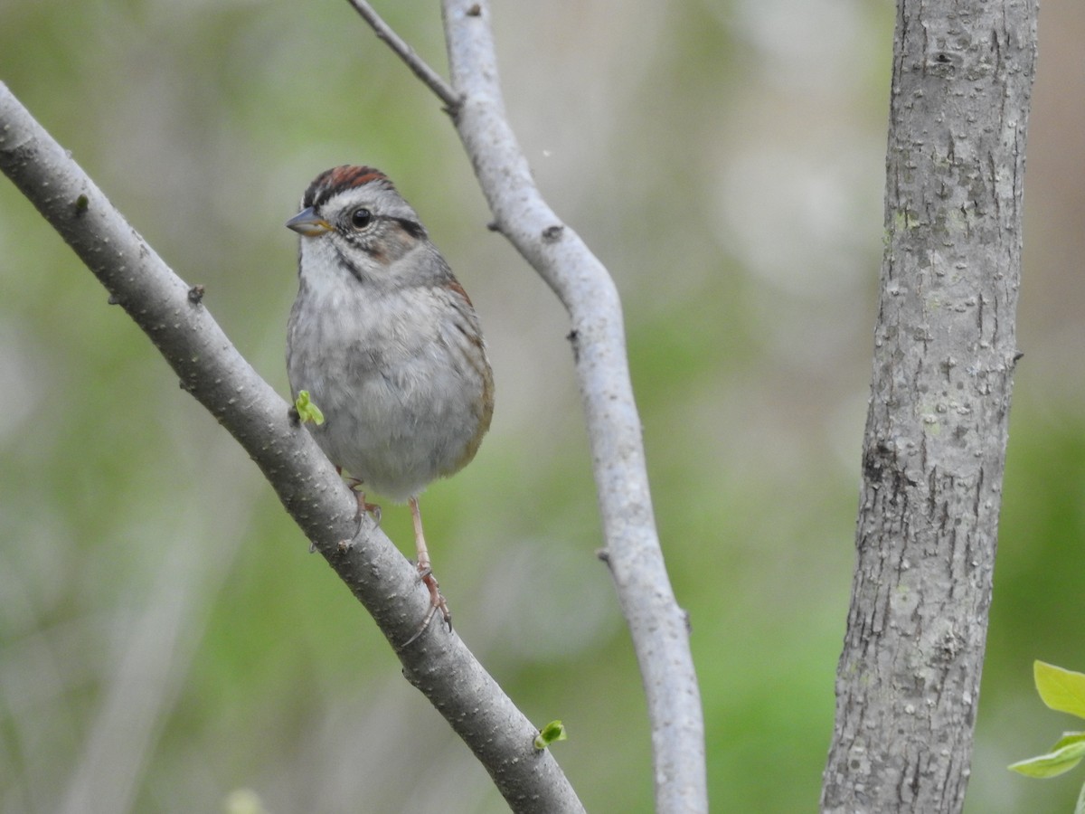 Swamp Sparrow - Alex Cardona