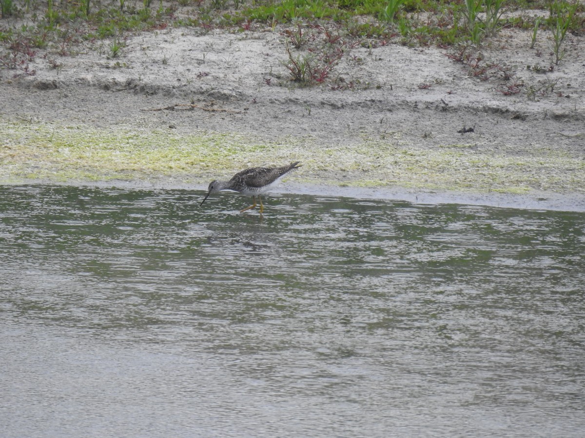 Lesser Yellowlegs - ML467507041