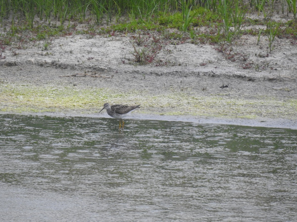 Lesser Yellowlegs - ML467507061