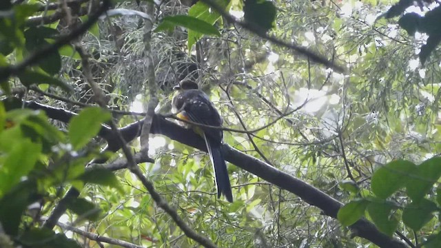 Javan Trogon - ML467508721