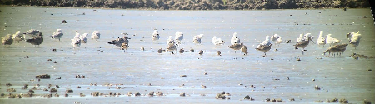 Marbled Godwit - ML467508761