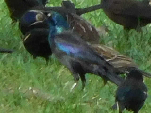 Common Grackle (Florida/Purple) - ML46750901