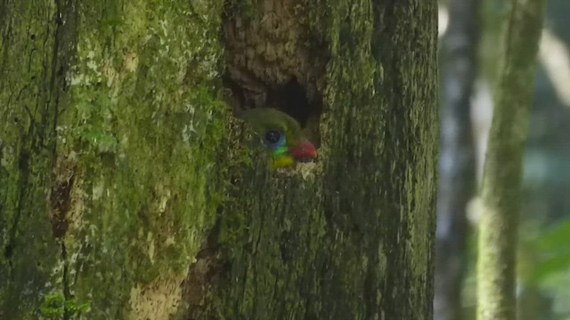 Javan Trogon - ML467509431