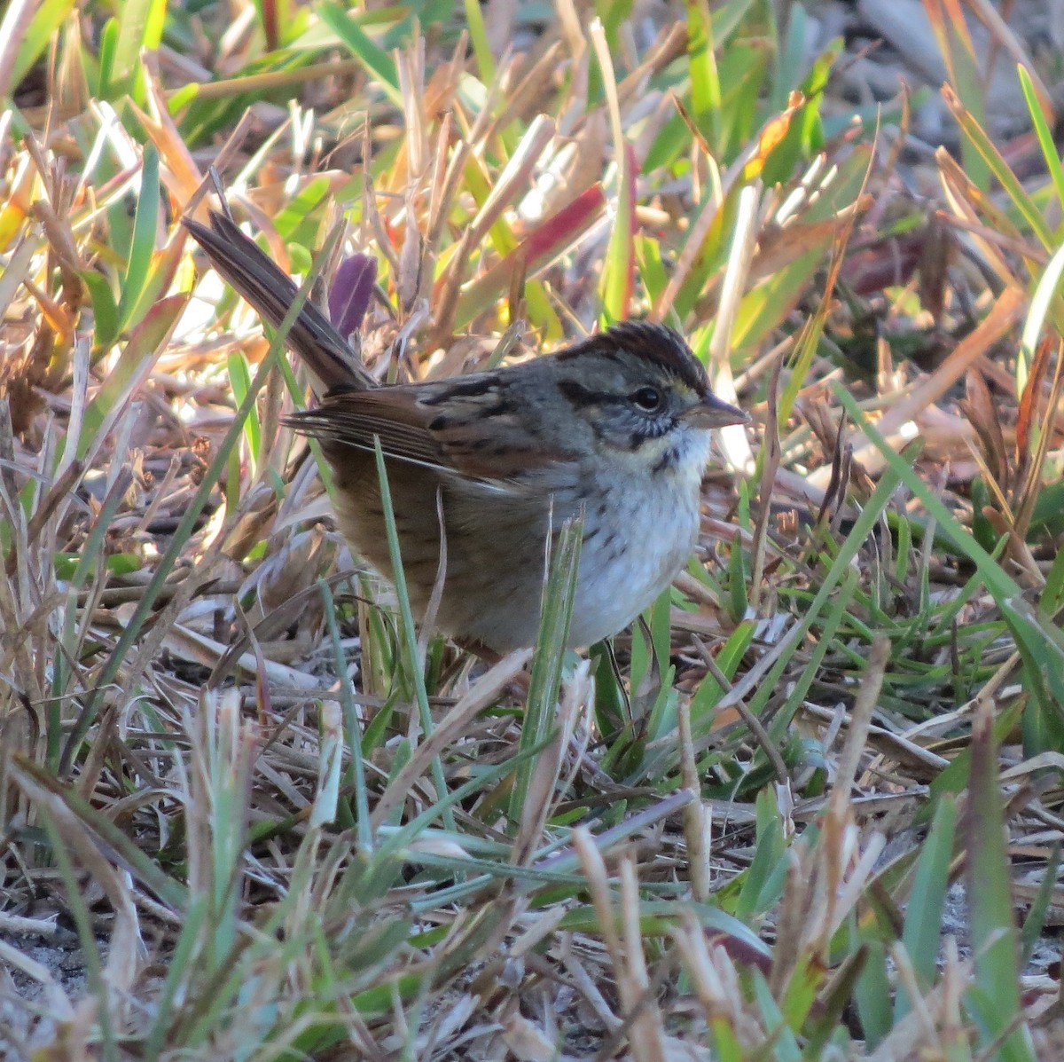 Swamp Sparrow - ML46751081