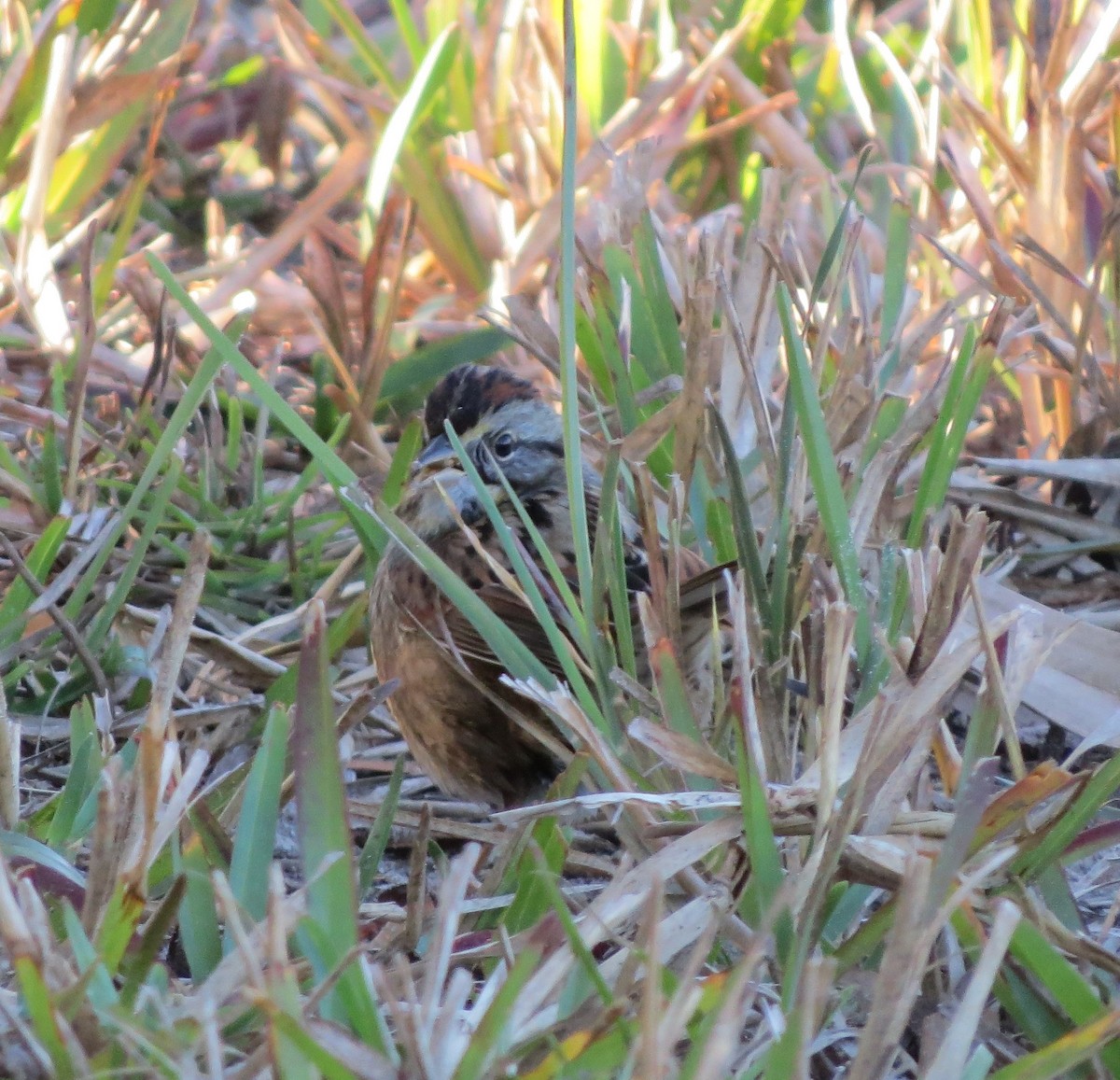 Swamp Sparrow - ML46751091