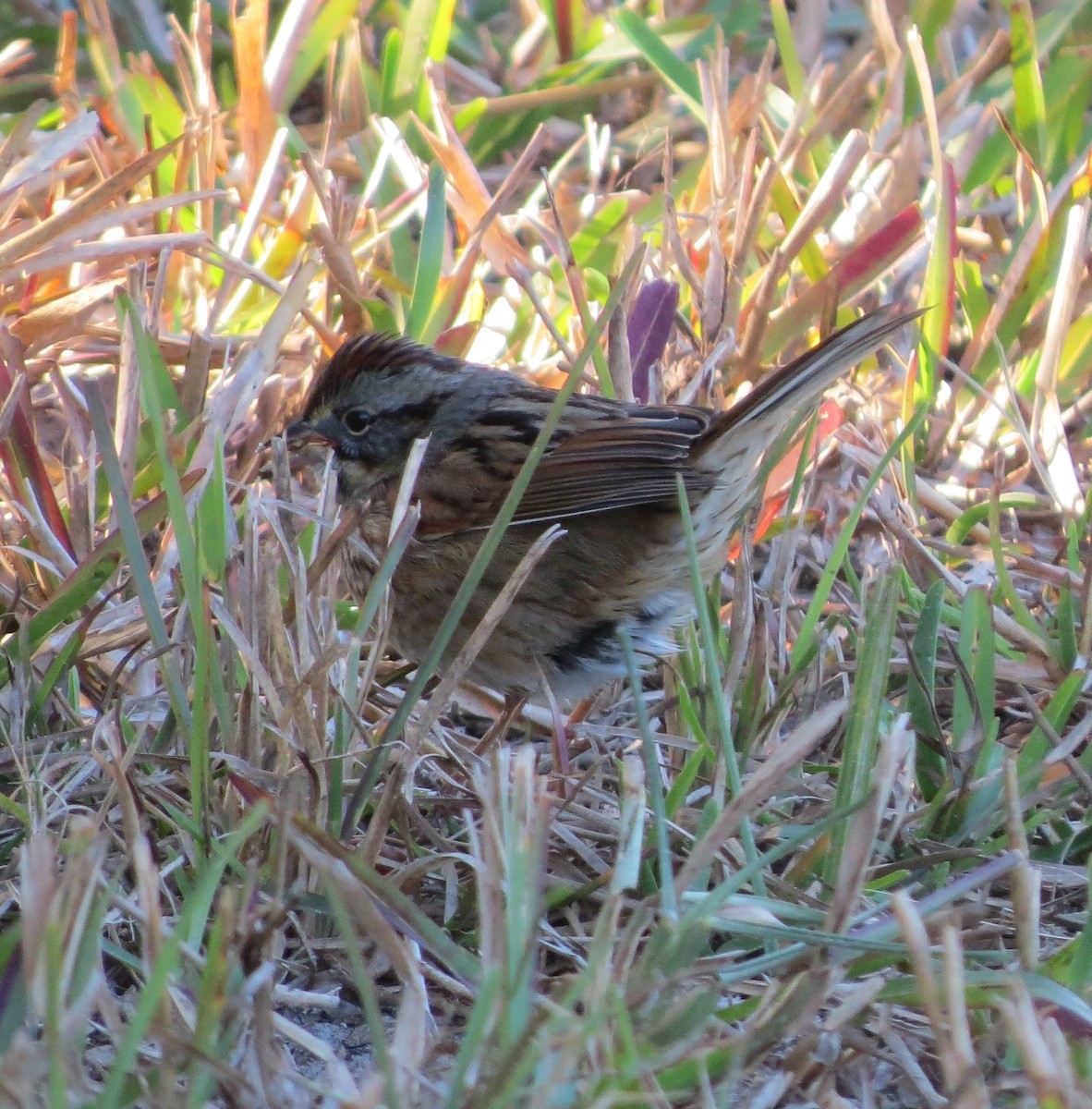 Swamp Sparrow - ML46751101