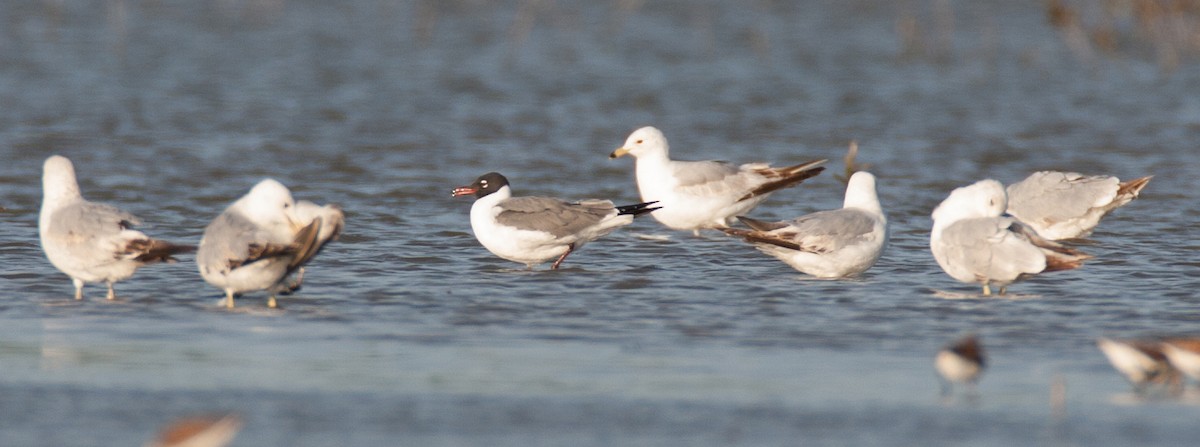 Laughing Gull - ML46751151