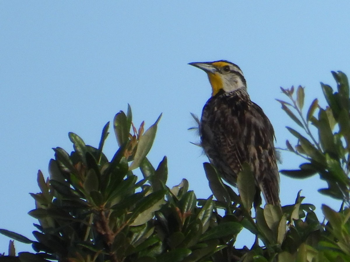 Eastern Meadowlark - ML467511541