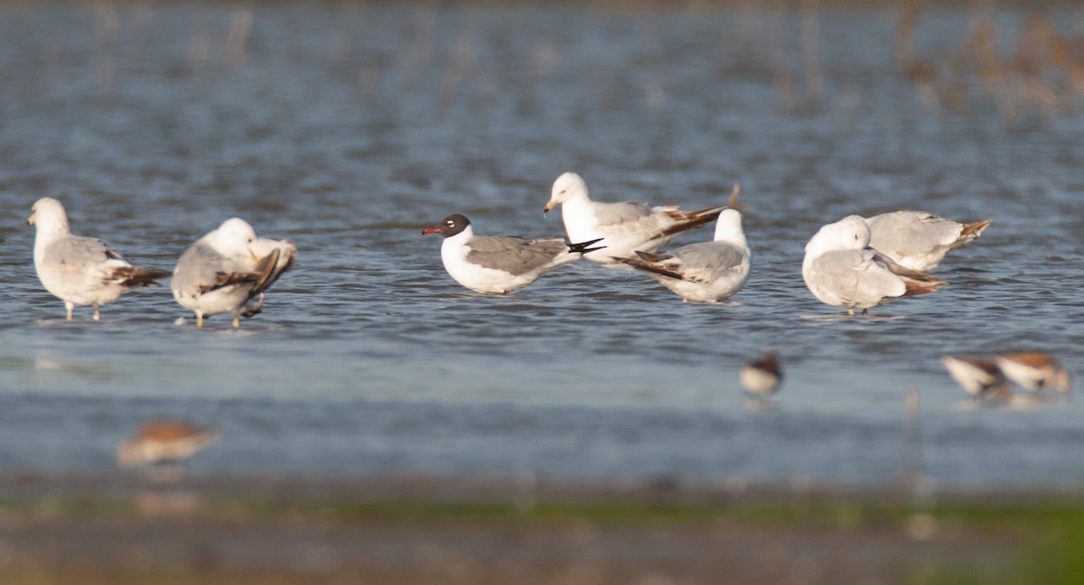 Laughing Gull - ML46751161