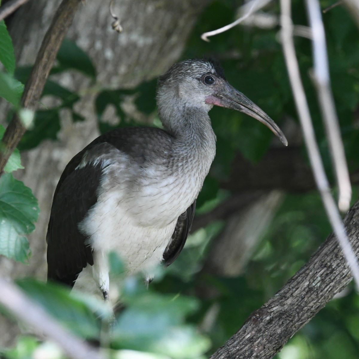 White Ibis - ML467512281